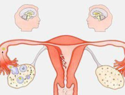 陰道分泌物麻豆AV传媒蜜桃天美传媒器廠家分析女人排卵的感覺